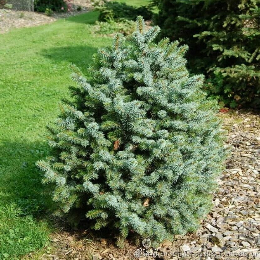 В саду растет 20 елок 102 куста. Ель ситхинская (Picea sitchensis). Picea ель ситхинская. Ель ситхинская Зильберцверг.