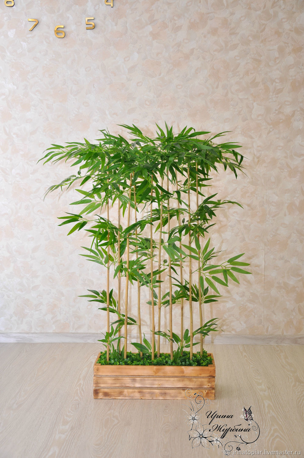 Бамбуковое дерево комнатное
