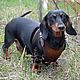 Accessories for Pets: Harness for dog. Dachshund. Harness for pets. MILANO. My Livemaster. Фото №4