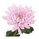 Заказать Хризантемы "Зембла" 5 сортов Живые цветы Упаковка бесплатно. DARK FLORIST Флористика Декор ЦВЕТЫ. Ярмарка Мастеров. . Букеты Фото №3