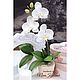Orchid black blooming phalaenopsis in pots decorative not alive. Flowers. Именные сувениры и деревянная упаковка. My Livemaster. Фото №6