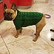 Sweater for French bulldog/pug (different color), Pet clothes, Klin,  Фото №1