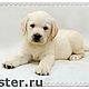 визитница/картхолдер "Щенки". Визитницы. Анастасия (sollisy). Интернет-магазин Ярмарка Мастеров.  Фото №2