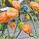 Habanero Orange острый перец. Семена, саженцы. Вкусные овощи. Интернет-магазин Ярмарка Мастеров.  Фото №2