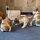Винтаж: LLADRO 6210 6211  6212 фарфоровая статуэтка  Нежный сюрприз. Статуэтки винтажные. Коллекция Frau Burd. Ярмарка Мастеров.  Фото №5