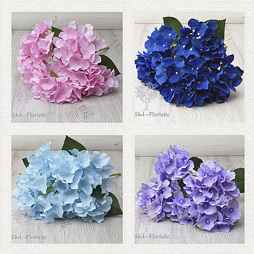 Hydrangeaworld — Alles over Hortensia's