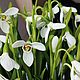 Подснежники из полимерной глины (холодный фарфор). Композиции. Lovely flower. Ярмарка Мастеров.  Фото №8