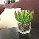 Succulent in glass cube with pebbles, Plants, Moscow,  Фото №1