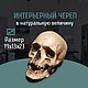 Череп большой с челюстью, Статуэтка, Калуга,  Фото №1