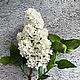 Белая сирень из  полимерной глины я Ботаническая скульптура Декор. Цветы. OXI ART. Ярмарка Мастеров.  Фото №5