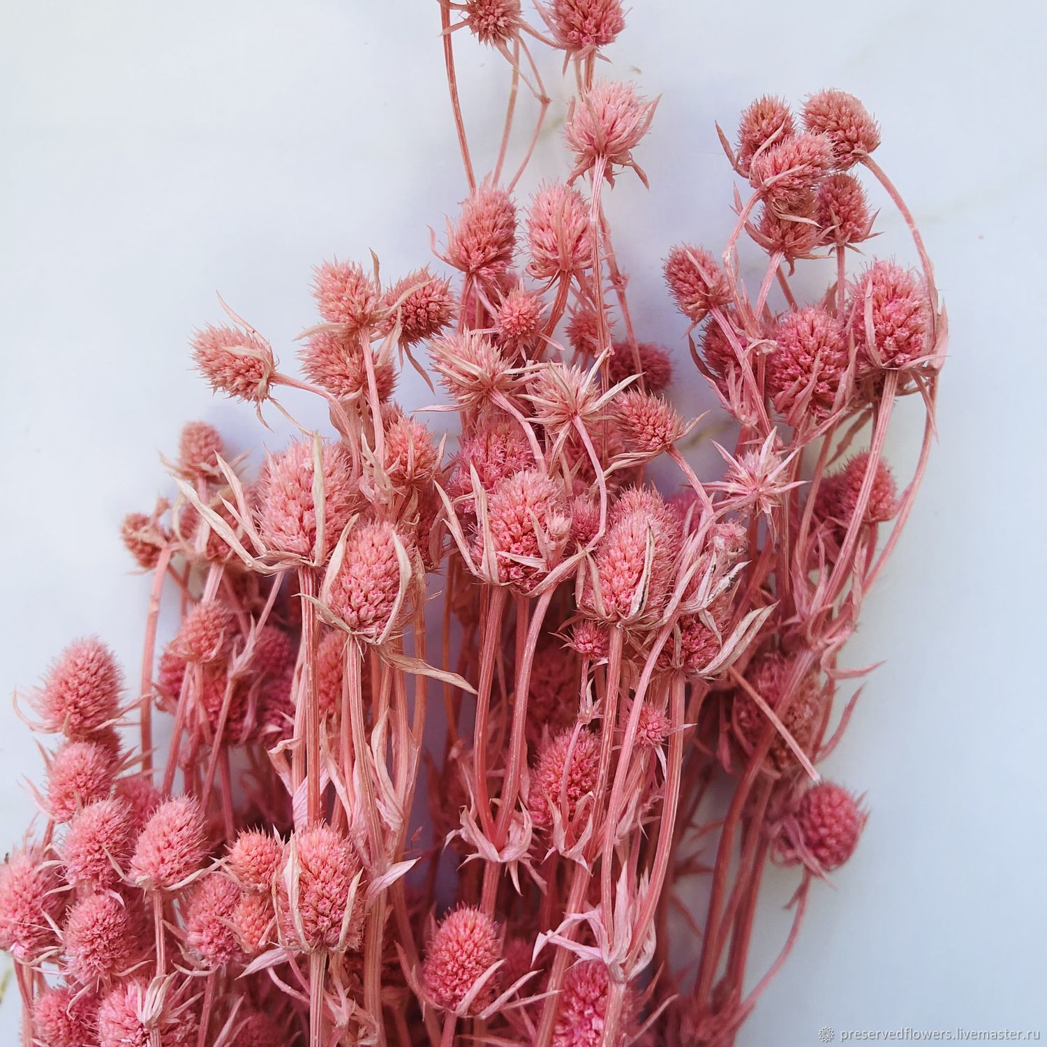 Чертополох, сухоцвет в интернет-магазине на Ярмарке Мастеров | Цветы ...