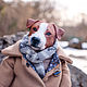 Retrato de perro De juguete por fotografía. Portrait Doll. artroombullibull. Интернет-магазин Ярмарка Мастеров.  Фото №2