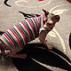 Clothing for cats 't-Shirt Stripes', Pet clothes, Biisk,  Фото №1