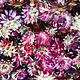 Order Helichrysum, dried flowers AVAILABLE. alisbelldoll (alisbell). Livemaster. . Dried flowers for creativity Фото №3