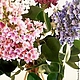 Сирень из полимерной глины. Букеты. Юлия Требунцова (flowershouse). Ярмарка Мастеров.  Фото №6