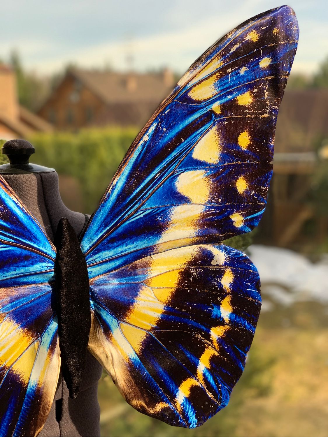 Виола крылья бабочки фото