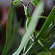 Фигурка из полимерной глины Лечурка Bowtruckle, Мини фигурки и статуэтки, Владивосток,  Фото №1