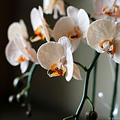 Орхидея из полимерной глины  цвета фуксии