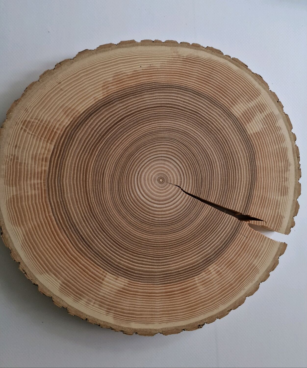 Спил ясеня. Ясень ланцетный спил. Поперечный спил ясеня. Ясень обыкновенный спил. Ясень спил.