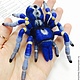 Брошь Паук Poecilotheria metallica. Брошь-булавка. Shahtinochka. Интернет-магазин Ярмарка Мастеров.  Фото №2
