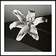 Robert Mapplethorpe - Tiger Lily Poster, Museum Quality, Photography, Pictures, Moscow,  Фото №1