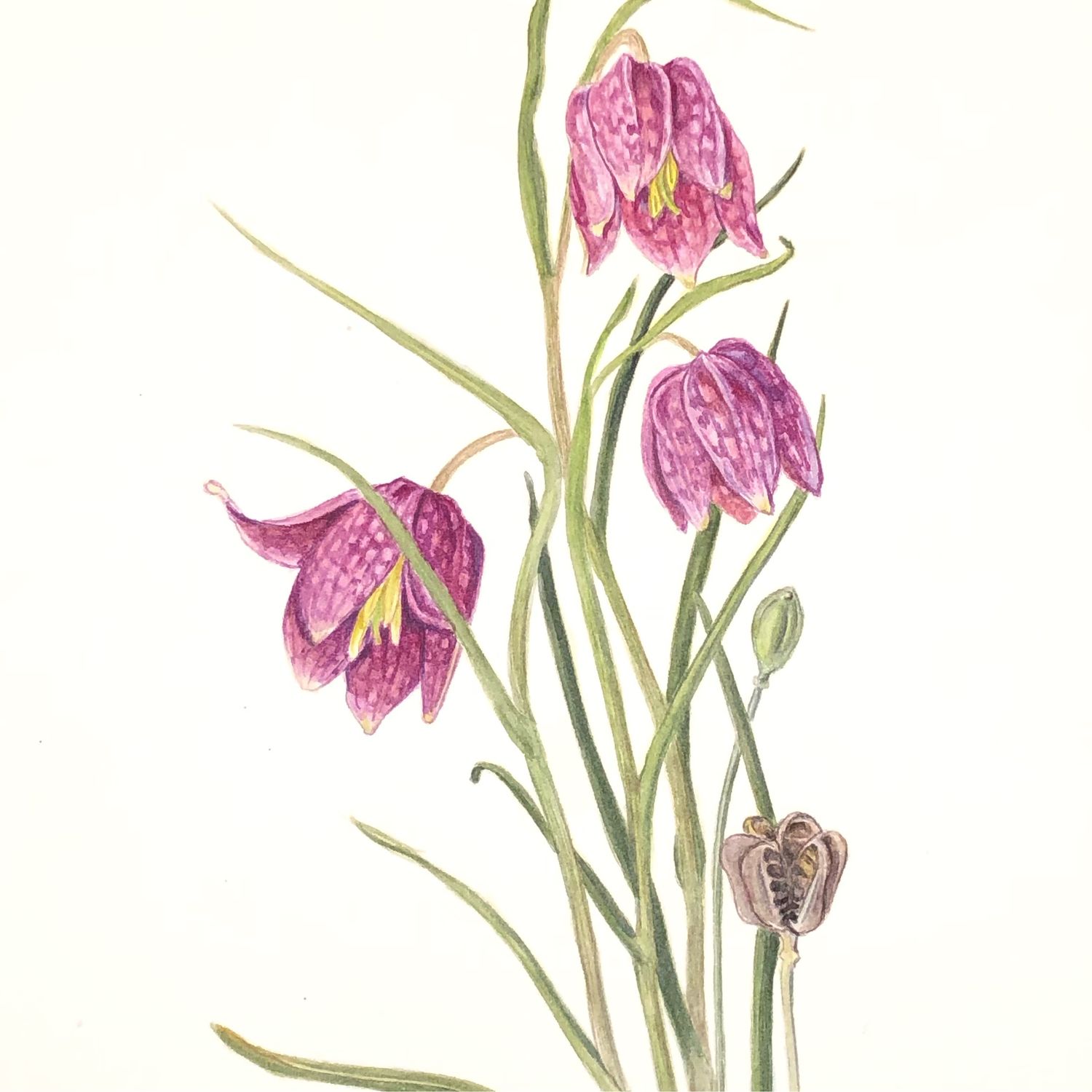 Рябчик (Fritillaria) - Страница 40 - Форум садоводов Твой Сад