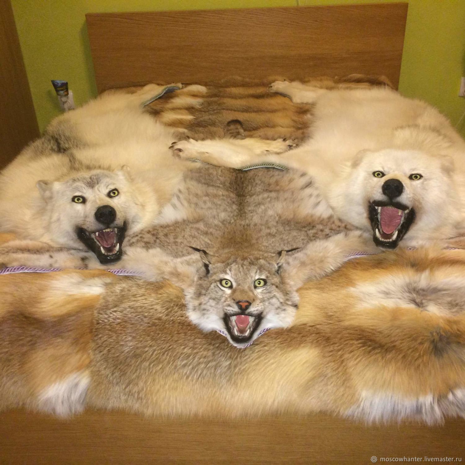 Шкуры Животных Фото