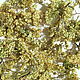 Цветы рябины красной сушеные, Растения, Липин Бор,  Фото №1