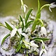 Подснежники из полимерной глины на коре. Композиции. Цветочная Фея (feya-tsvetochna). Интернет-магазин Ярмарка Мастеров.  Фото №2