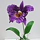 Орхидея Каттлея. Цветы. RoseMary Мария. Интернет-магазин Ярмарка Мастеров.  Фото №2