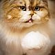 Tri-color Persian cat . Realistic toy. Stuffed Toys. Emiliya Dolls. Online shopping on My Livemaster.  Фото №2