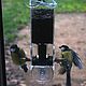 On the feeder to simultaneously feed two birds
