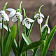 Snowdrops.. Botanical sculptures from polymer clay. Flowers. POLYMER  FLOWERS  AS ART !. Online shopping on My Livemaster.  Фото №2