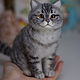 Британский полосатый кот. Сухое валяние. Портретная фигурка. Войлочная игрушка. Войлочные зверики Людмилы Демидович. Ярмарка Мастеров.  Фото №7