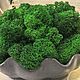 Заказать Кашпо со стабилизированным мхом "Ракушка" большая черная. Moregalka. Ярмарка Мастеров. . Цветы сухие и стабилизированные Фото №3