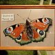 the butterfly of Peacock eye. Pictures. ArtFairy Portrets and Caricatures (artfairy). Online shopping on My Livemaster.  Фото №2