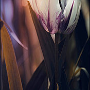 Фотокартина "Букет тюльпанов в стеклянном кувшине", в багете