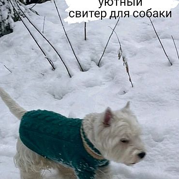 Собачьи имена для девочек: Клички для собак-девочек — Purina.ru