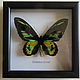 Бабочка Птицекрылка Ротшильда Ornithoptera rothschildi, Картины, Лотошино,  Фото №1