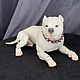Смоки Фарфоровая собака. Шарнирный American bully Американский хулиган. Шарнирная кукла. FROZENWORLD.ART by Людмила Григоровская (bjdanimals). Ярмарка Мастеров.  Фото №4