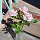 Розы француженки из холодного фарфора, Цветы, Нижний Новгород,  Фото №1