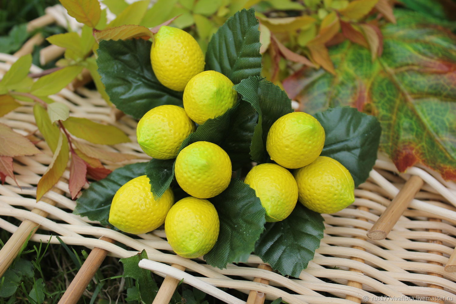 Мандарин каламондин. Цитрус (комнатное растение) лимон мейера. Цитрус (citrus) – лимон дерево. Цитрус (комнатное растение) лимон мейера. Муляж лимон.