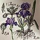 A picture from the Botany series 'Irises', Pictures, Liepaja,  Фото №1