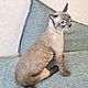 Выкройка сиамского кота. Курсы и мастер-классы. LUVER SOFT SCULPTURE. Ярмарка Мастеров.  Фото №5