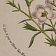 Винтаж: 1856 GILIA DIANTHOIDES Van Houtte Старинная антикварная Гравюра. Картины винтажные. VERY GOOD DAY. Ярмарка Мастеров.  Фото №8