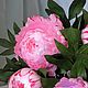 Заказать Пион розовый из фоамирана. Живые цветы ручной работы. Ярмарка Мастеров. . Цветы Фото №3