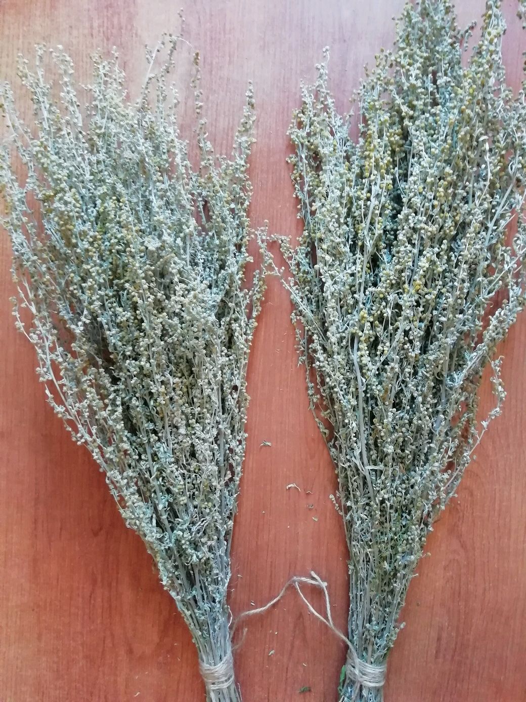 Полынь горькая (Artemisia absinthium)