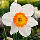 Narcissus small set of silicone viners and cutters. Molds for making flowers. ceramic flowers. My Livemaster. Фото №4