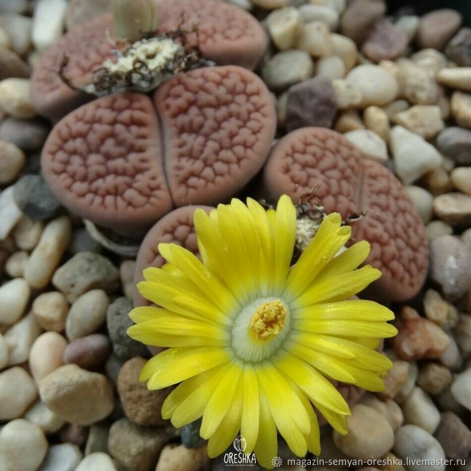 Суккулент Литопс Lithops hookeri f. vermiculate семена 10 ШТ купить в ...