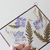 Для дома и интерьера handmade. Livemaster - original item the herbarium in the glass. Herbarium of herbs. Violets and ferns. Handmade.